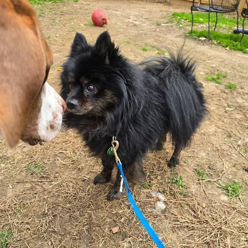 Misterstingy Beekeeper thumbnail 2