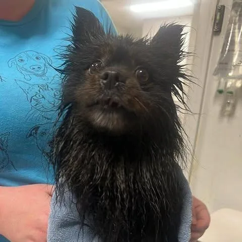 Misterstingy Beekeeper thumbnail 3