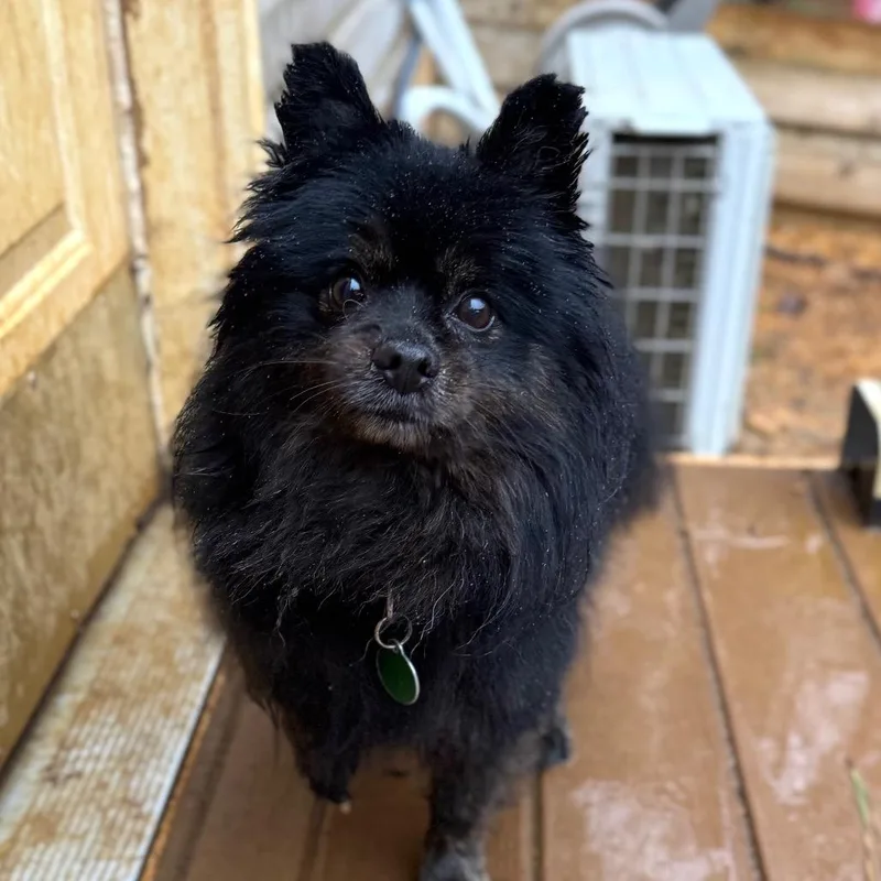 Misterstingy Beekeeper thumbnail 4