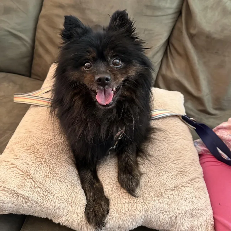 Misterstingy Beekeeper thumbnail 6