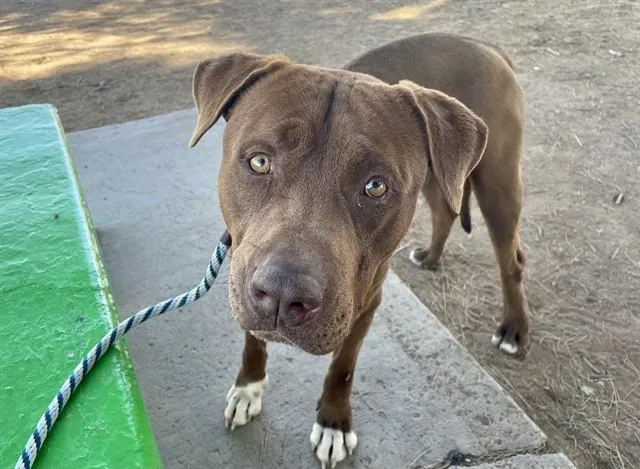 An adult large-sized male Pit Bull Terrier dog named Dozer for adoption in Tucson, AZ