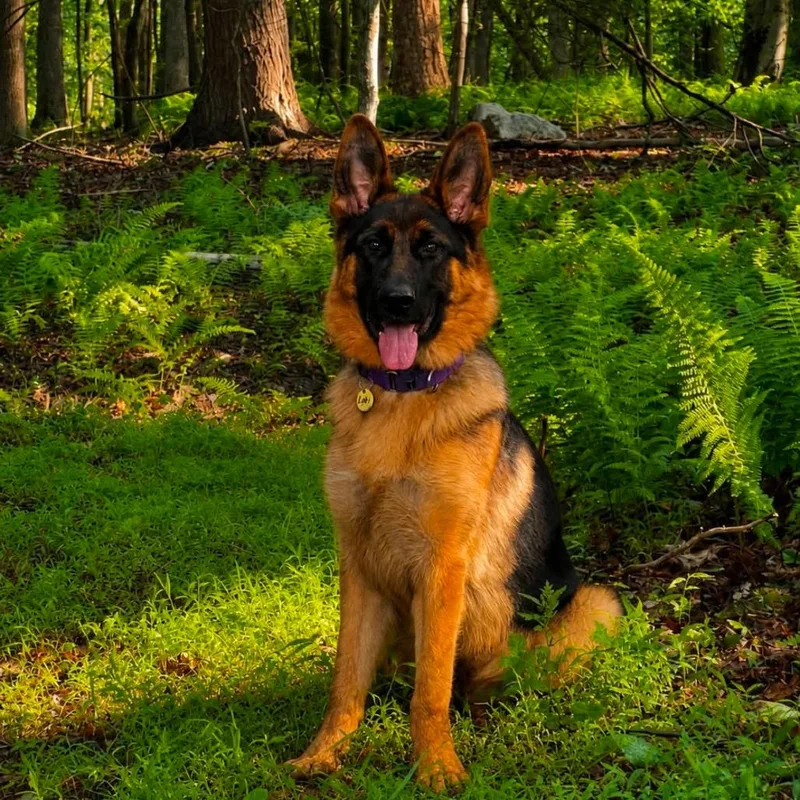 A young medium-sized male Black German Shepherd Dog dog named Rocky for adoption in New Ringgold, PA