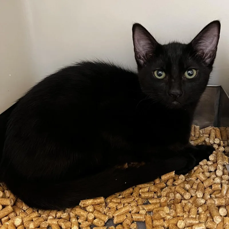 A baby small-sized female Black Domestic Short Hair cat named Raven for adoption in Harrisonburg, VA