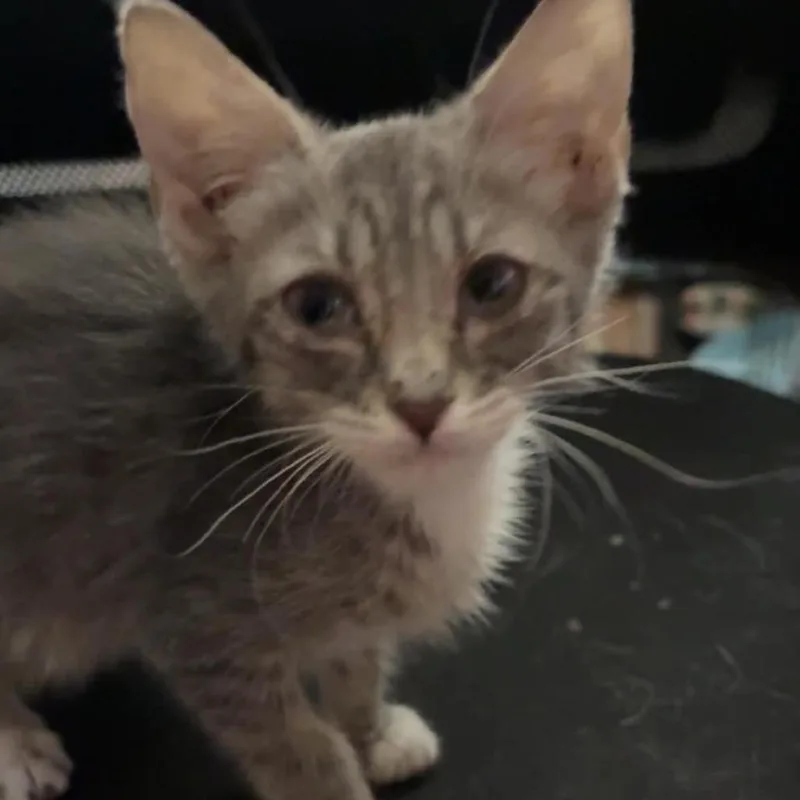 A baby small-sized female Gray / Blue / Silver Domestic Short Hair cat named Peach for adoption in Las Cruces, NM
