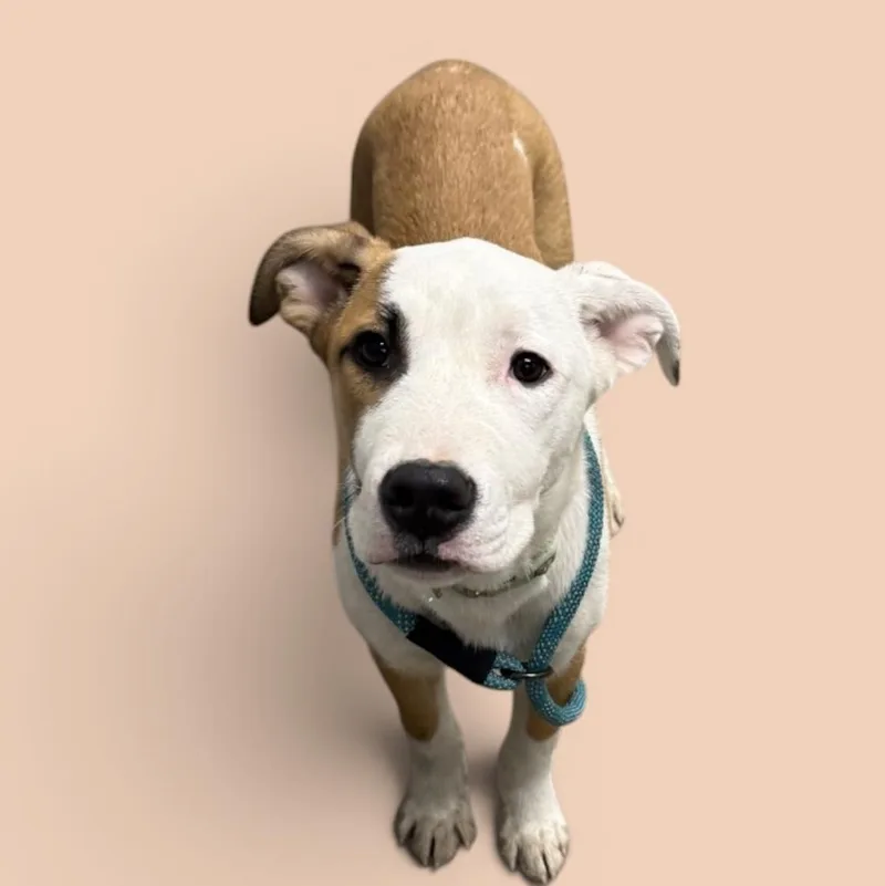 A baby medium-sized male Golden Terrier dog named Peanuts for adoption in Elyria, OH