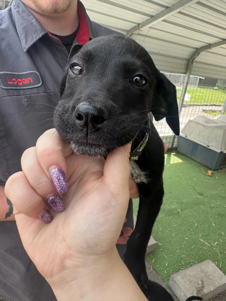 A baby medium-sized male Labrador Retriever dog named Java for adoption in Russellville, KY