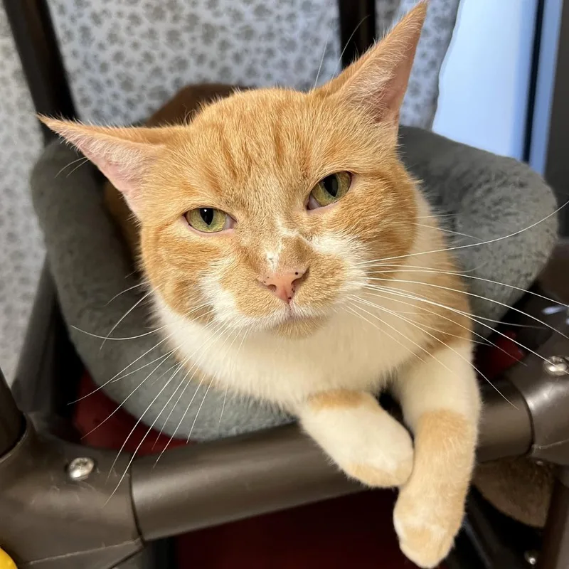 An adult medium-sized male Domestic Short Hair cat named Sampson for adoption in Columbia, IL
