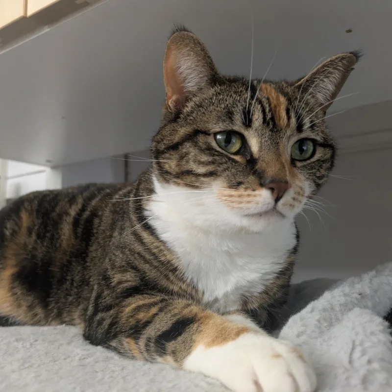 An adult medium-sized female Calico Domestic Short Hair cat named Evie for adoption in Renton , WA