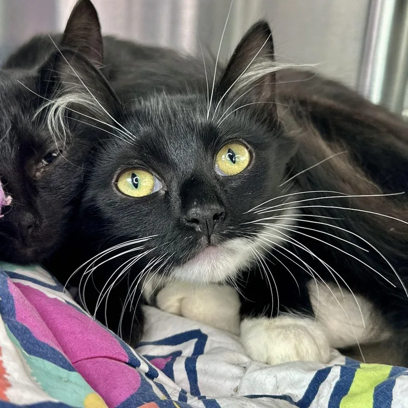 A baby small-sized female Black Domestic Short Hair cat named Ceres for adoption in Matteson, IL