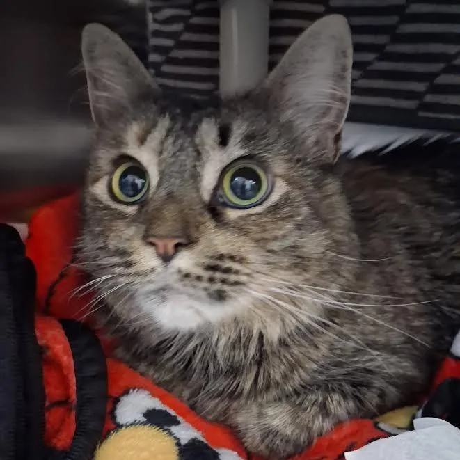 An adult small-sized female Brown / Chocolate Domestic Long Hair cat named Stormy Skye for adoption in Springfield, MA
