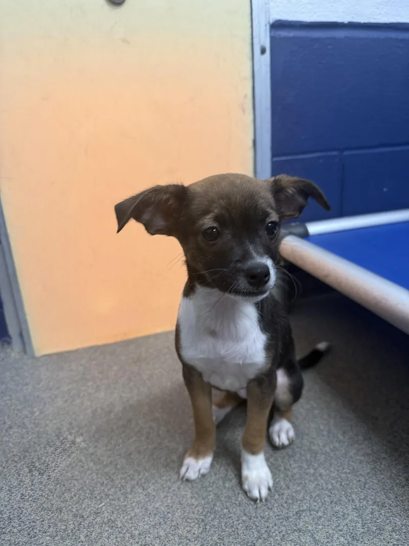 A young medium-sized female Chihuahua dog named Blossom mo AVA for adoption in Sterling, MA