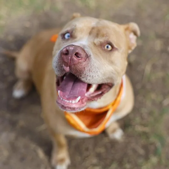 A young large-sized female American Staffordshire Terrier dog named Bertha for adoption in San Antonio, TX