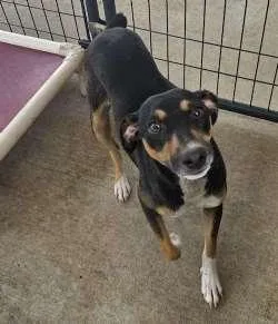 A young small-sized male Bicolor Rat Terrier dog named Julien for adoption in Sudbury, MA