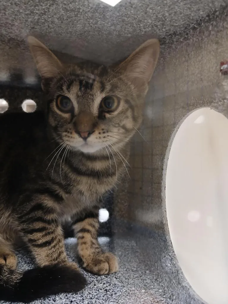 A baby large-sized male Domestic Short Hair cat named Tofu for adoption in Greenfield, IN