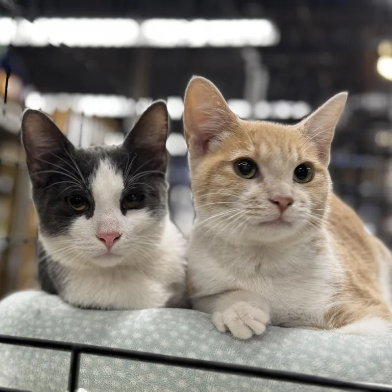 A young medium-sized male Domestic Short Hair cat named Micky D and Ginny for adoption in Fountain Valley, CA