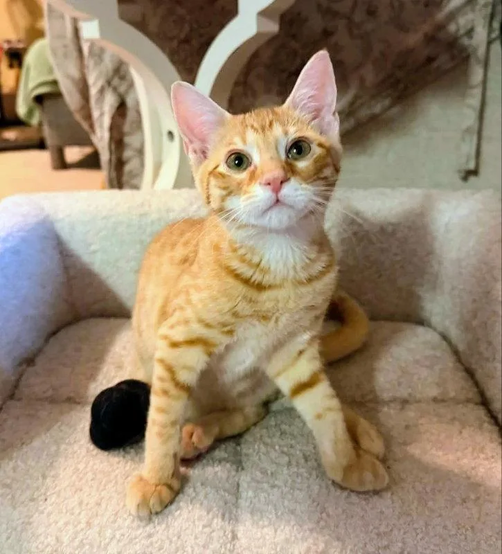 A young medium-sized male Tabby (Orange / Red) Tabby cat named Sherbert for adoption in Knoxville, TN