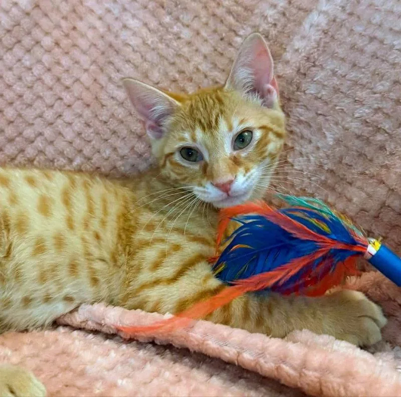 Sherbert thumbnail 3