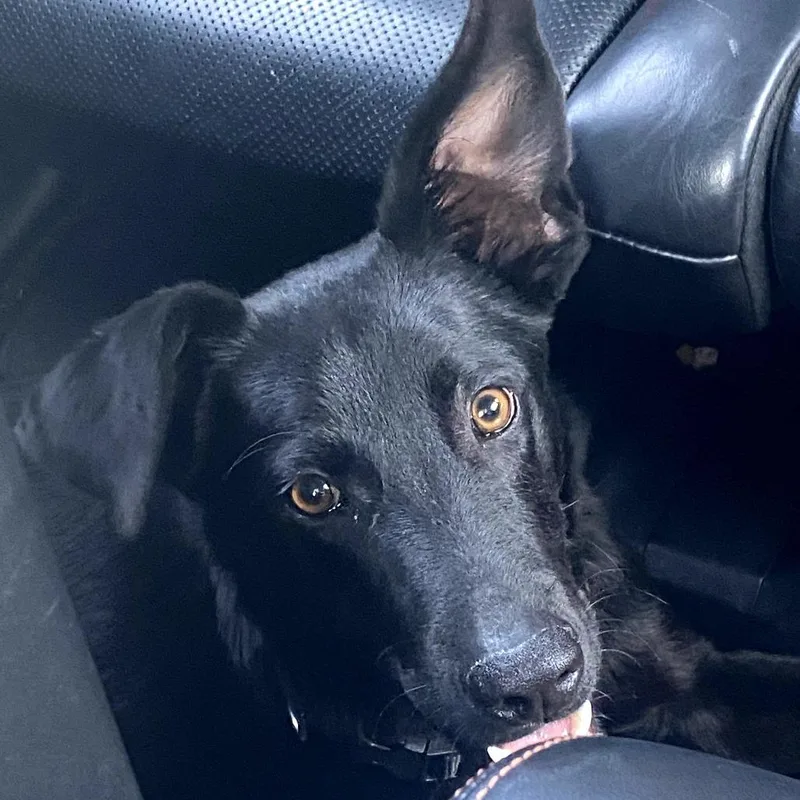 A young medium-sized male Black Shepherd dog named Duncan for adoption in Floresville, TX
