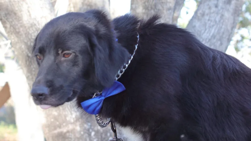An adult large-sized male Black Labrador Retriever dog named Johnson for adoption in MISSION, TX