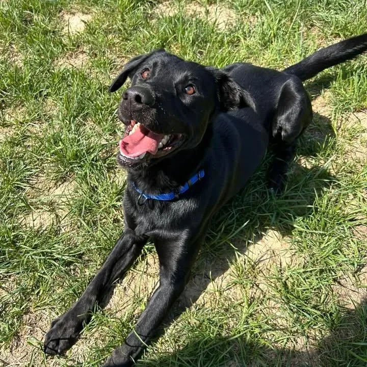 An adult large-sized male Black Black Labrador Retriever dog named Humdinger for adoption in Shepherdsville, KY