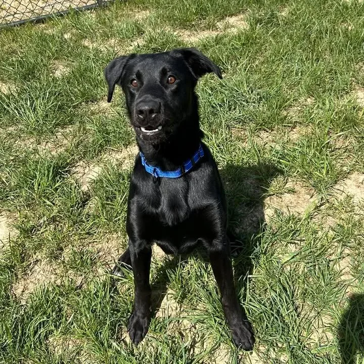 Humdinger thumbnail 2