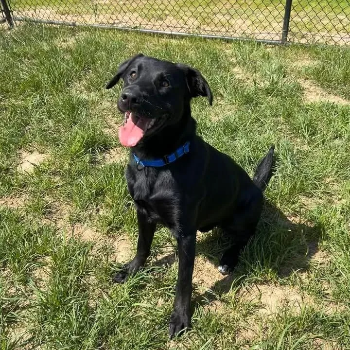 Humdinger thumbnail 3