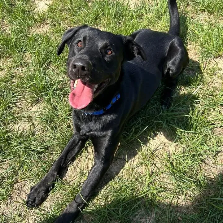 Humdinger thumbnail 4