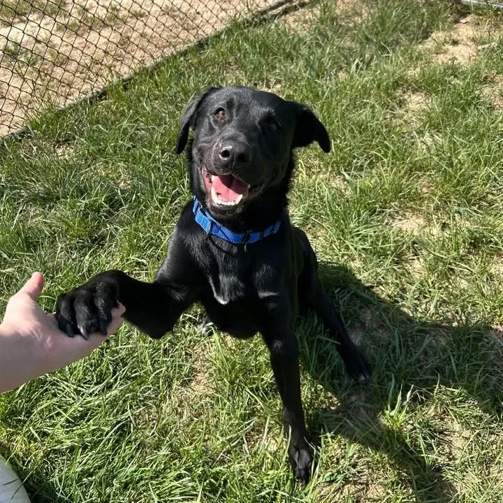 Humdinger thumbnail 5