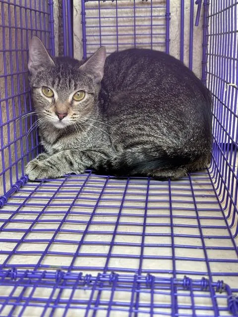 A young small-sized female Domestic Short Hair cat named A for adoption in Oklahoma City, OK