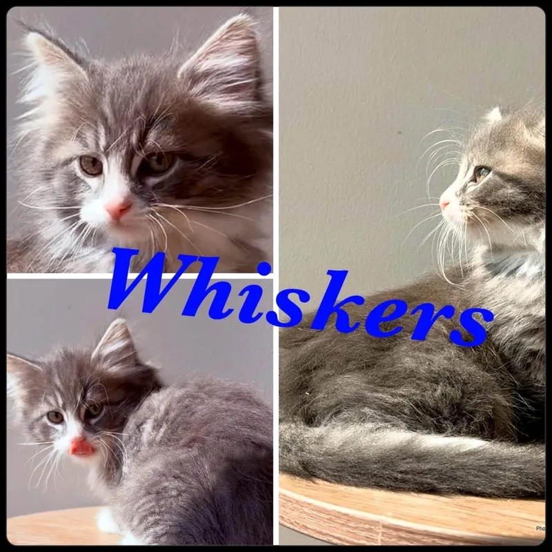 A baby small-sized male Tabby (Gray / Blue / Silver) Domestic Medium Hair cat named Whiskers for adoption in Ashland, KY