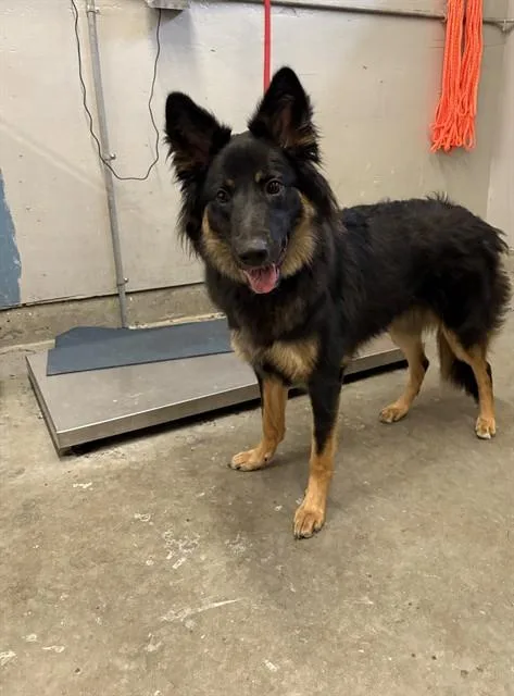 A young large-sized female German Shepherd Dog dog named Sam Winchester for adoption in Camarillo, CA