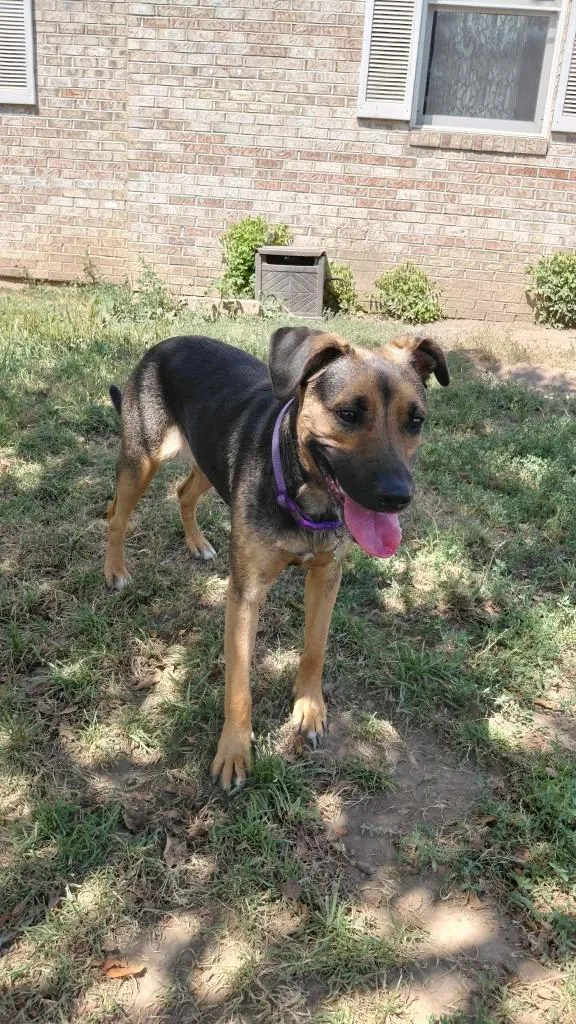 A young medium-sized female Mixed Breed dog named Reagan for adoption in sun prairie, WI