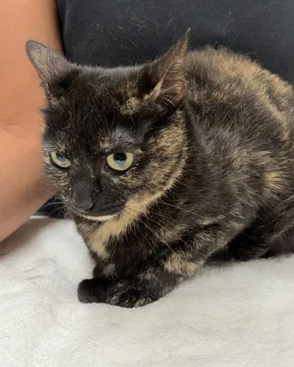An adult medium-sized female Domestic Short Hair cat named Demi for adoption in Hamilton, NJ