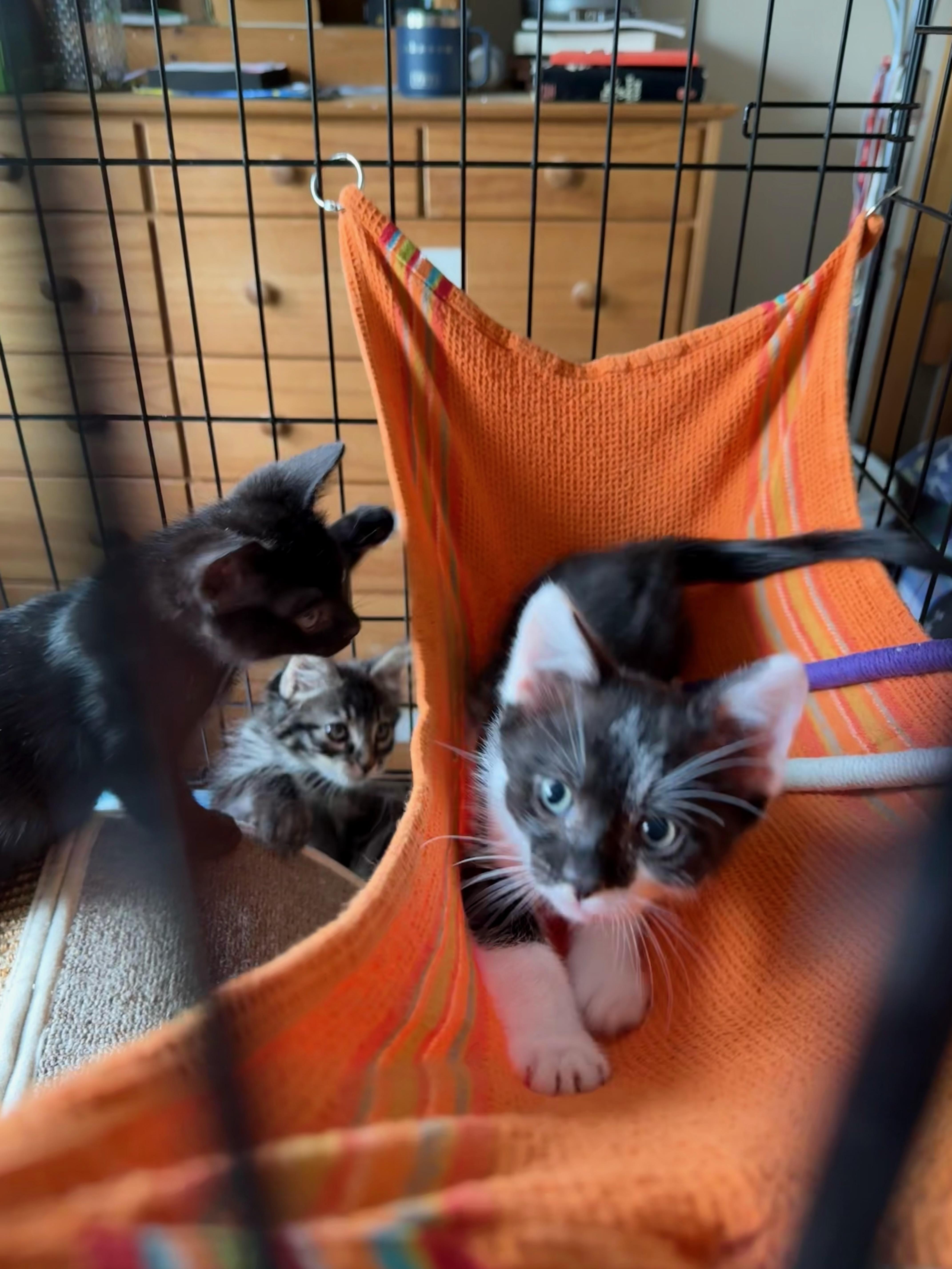 A baby medium-sized male Black Domestic Short Hair cat named Little Boy Bingo for adoption in Emeryville, CA