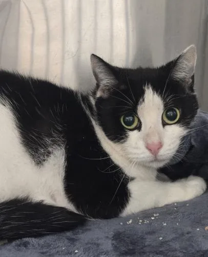An adult medium-sized female Domestic Short Hair cat named Winnie for adoption in Webster, MA