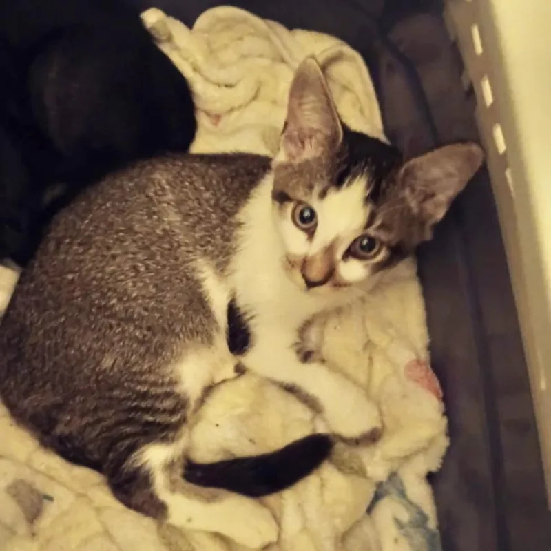 A baby small-sized male White Domestic Short Hair cat named Diego for adoption in West Palm Beach, FL
