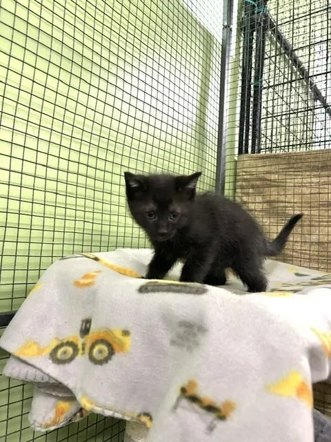 A baby small-sized female Black American Shorthair cat named Olive for adoption in Muskegon, MI