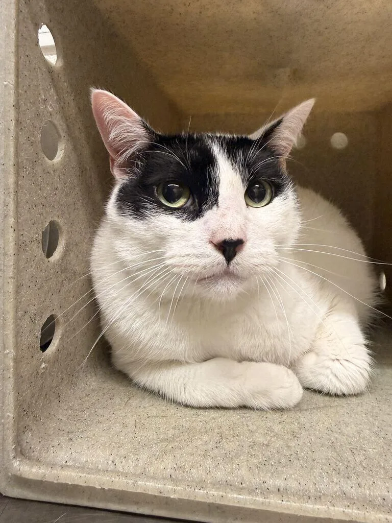 An adult medium-sized male Black Domestic Short Hair cat named Mr. Moo for adoption in Fruit Heights, UT