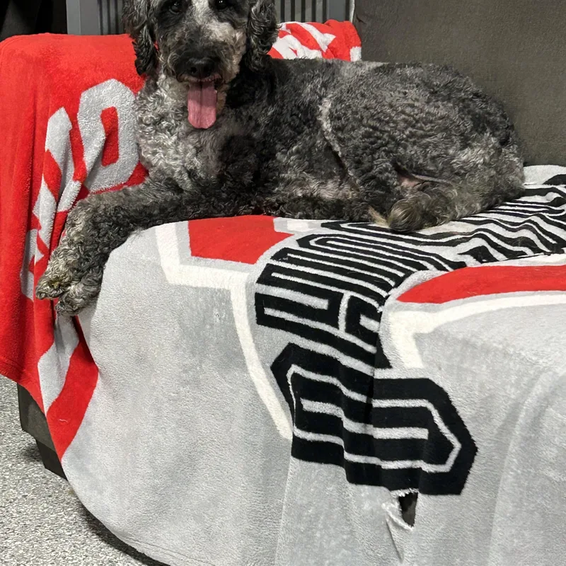 An adult medium-sized male Merle (Blue) Standard Poodle dog named Family dog. Pistol for adoption in Antwerp, OH