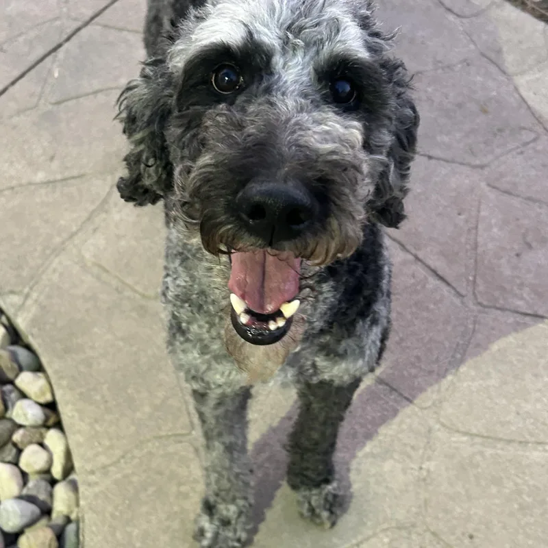 Family dog. Pistol thumbnail 5