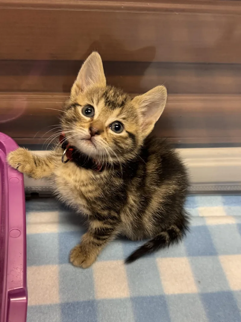 A young medium-sized female Tabby (Brown / Chocolate) Domestic Short Hair cat named Ruby for adoption in Helendale, CA