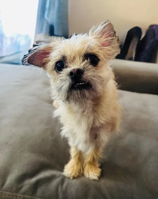 Bea