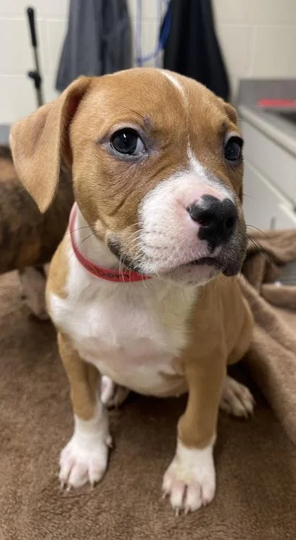 A baby small-sized female Pit Bull Terrier dog named Caddie for adoption in Westland, MI