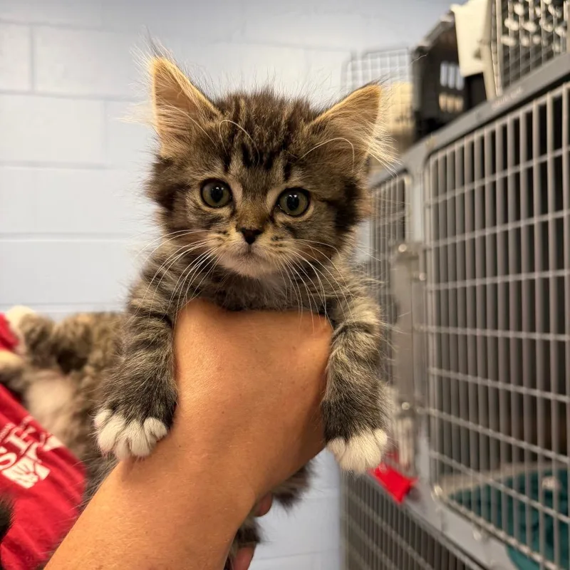 A baby small-sized male Brown / Chocolate Domestic Long Hair cat named Quantum for adoption in Martinsville, VA