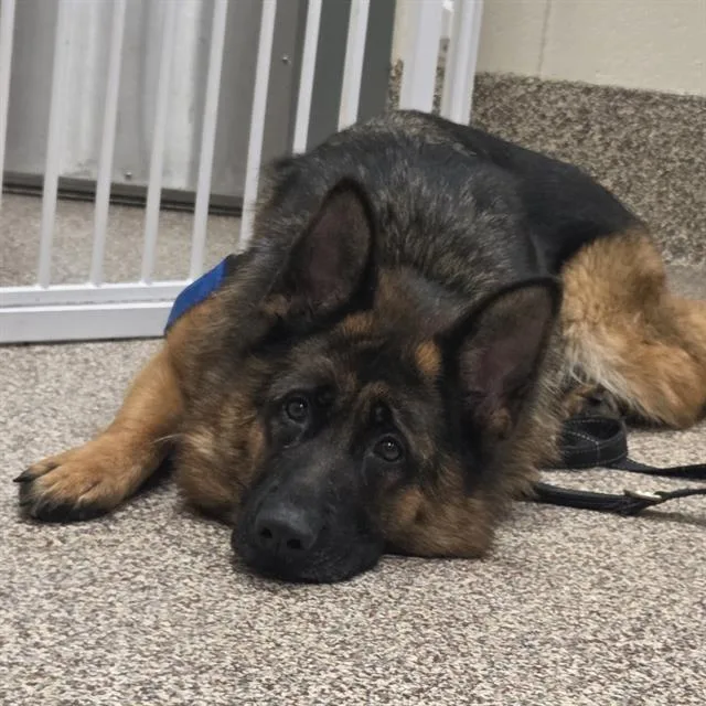 An adult large-sized female German Shepherd Dog dog named Zilo for adoption in Centerville, MA