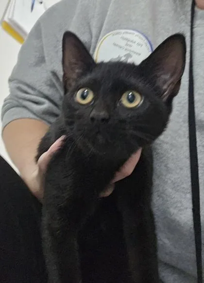 A baby small-sized female Domestic Short Hair cat named 1028-26 for adoption in Cumming, GA
