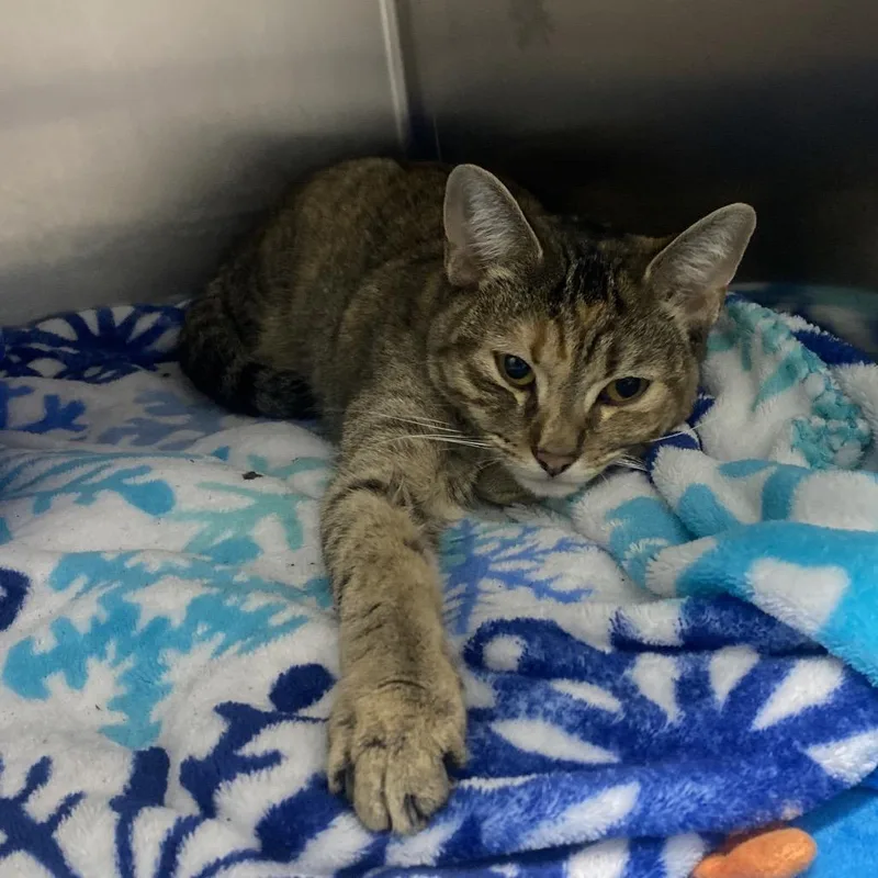 Smores Juniper Martin