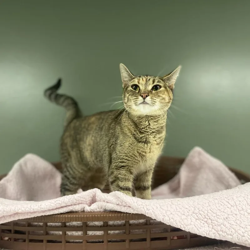 Smores Juniper Martin thumbnail 2