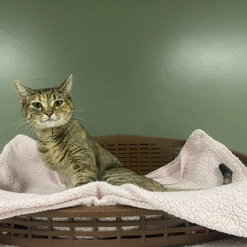 Smores Juniper Martin thumbnail 3