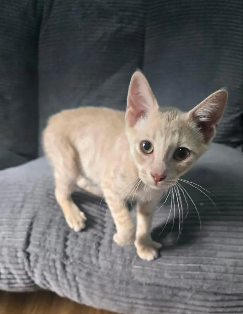 A baby small-sized male Buff / Tan / Fawn Domestic Short Hair cat named Corduroy for adoption in Davison, MI